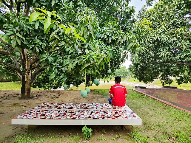 চারপাশে যেদিকে তাকাবেন, কেবলই আমবাগান