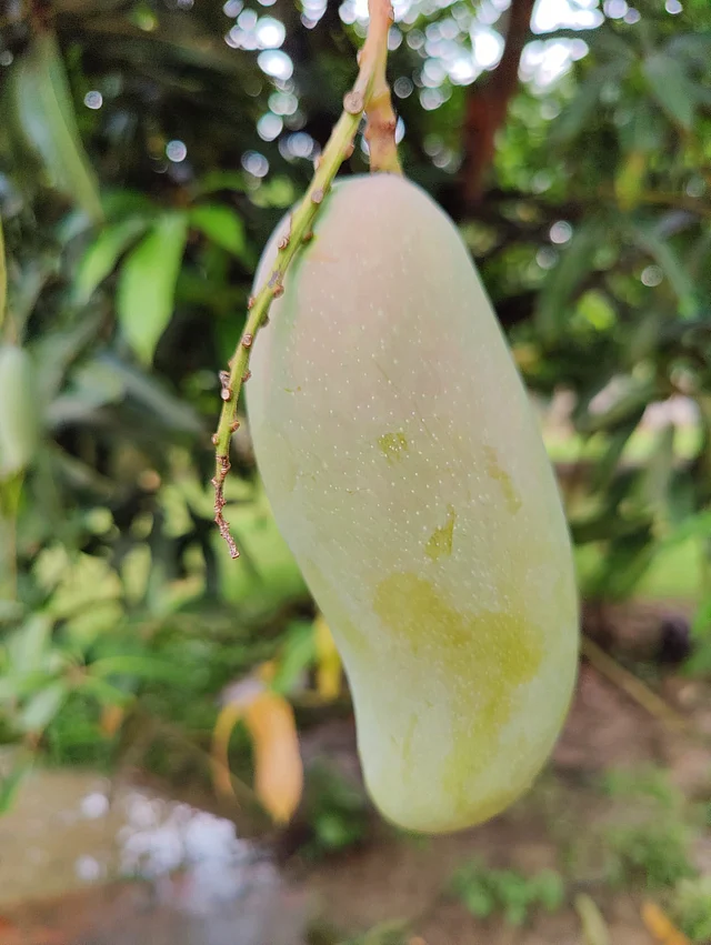 ব্যানানা ম্যাঙ্গোরও দেখা মেলে এই বাগানে