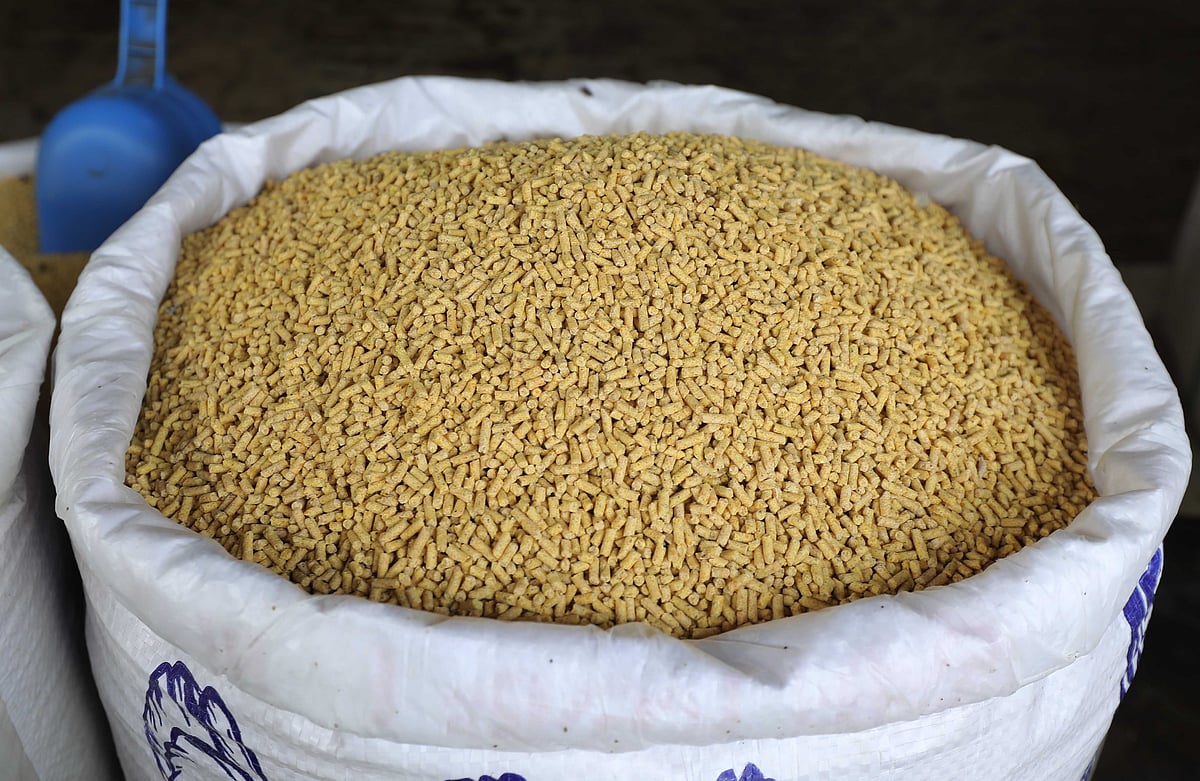 বস্তা ভরে রাখা হয়েছে মুরগির খাবার।