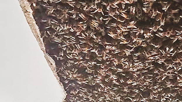 ছবি: ভিডিও থেকে নেওয়া 