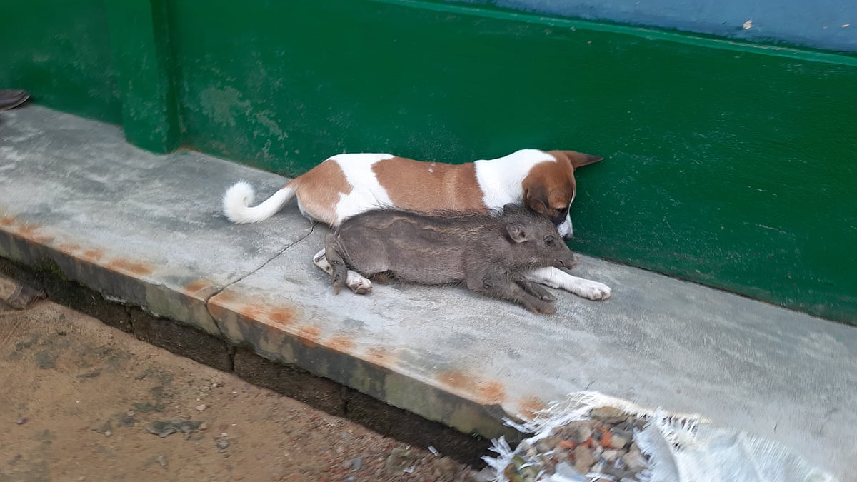 ছবি: প্রথম আলো