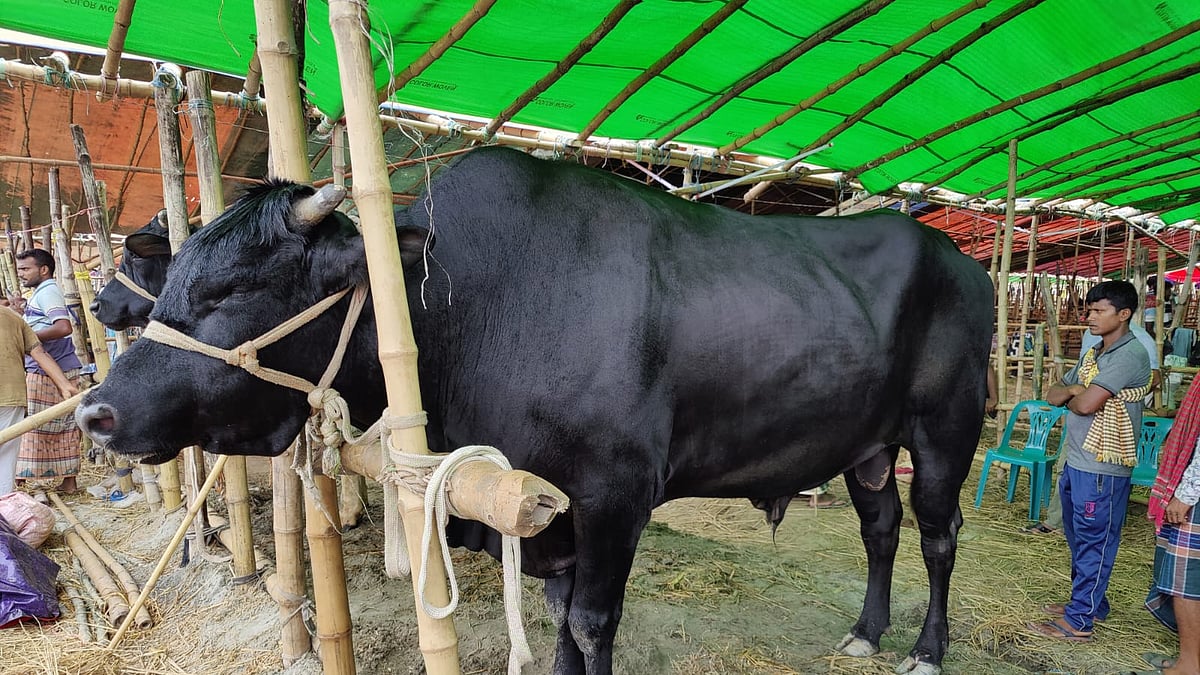 ছবি: প্রথম আলো