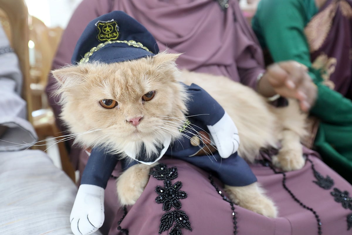 পুলিশের সাজে এক বিড়াল বসে আছে অংশগ্রহণকারী একজনের কোলে।