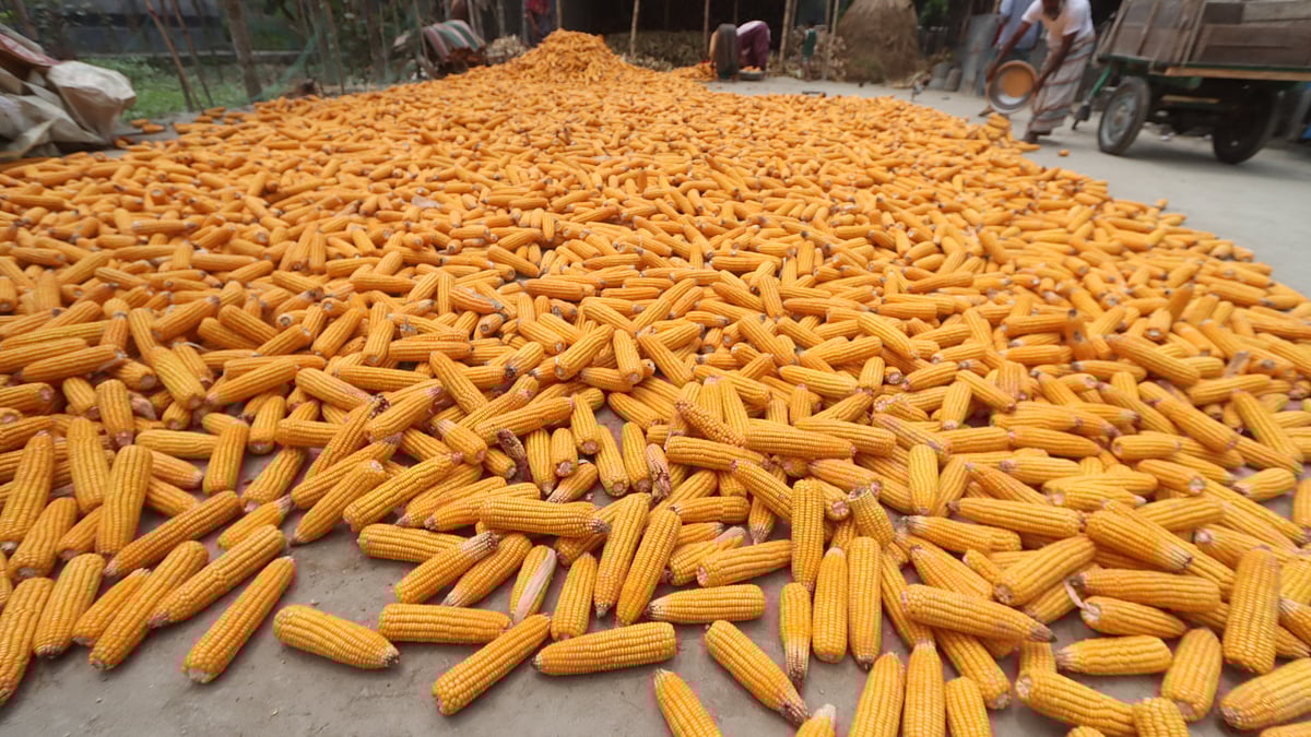 জমি থেকে ভুট্টা তুলে এক জায়গায় রাখা হয়েছে 