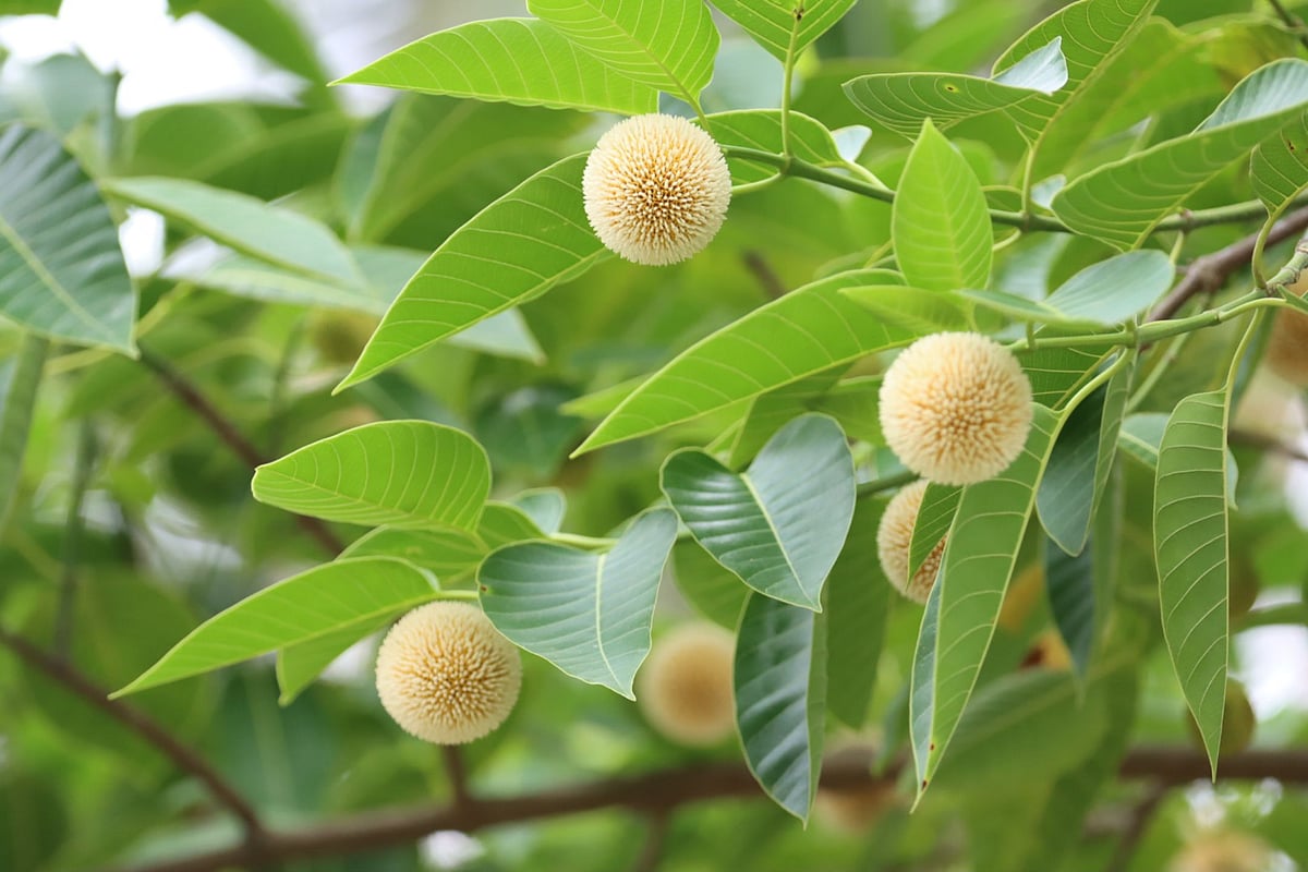 ছবি: আলীমুজ্জামান