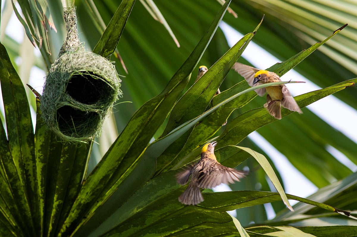 দুটি বাবুইর ঝগড়া দেখছে আরেক বাবুই।