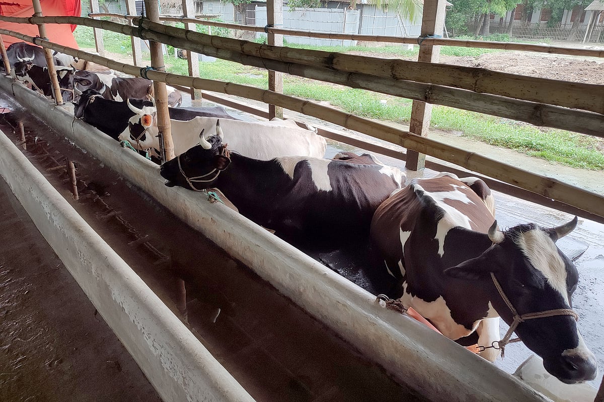 খামারে গরুগুলো সারিবদ্ধভাবে রাখা হয়েছে 