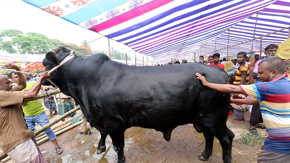 গরুটির নাম ‘বাহাদুর’। ওজন প্রায় ১ হাজার ১০০ কেজি। হাটে এনেছেন বগুড়া সদর উপজেলার রবিউল ইসলাম। দাম হেঁকেছেন ১০ লাখ টাকা।  
