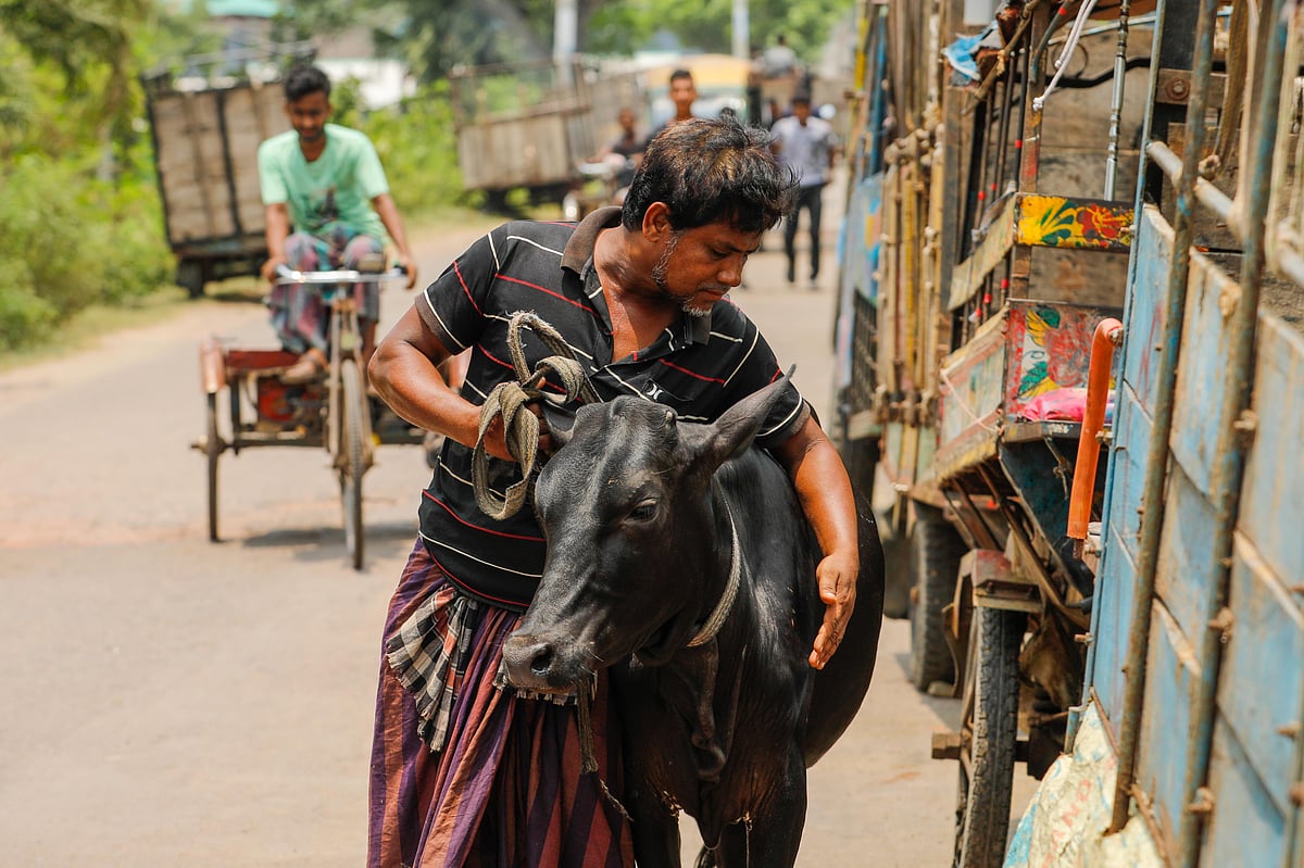 বিক্রি না হওয়ায় পালা গরুটিকে নিয়ে বাড়ি ফিরছেন এই ব্যক্তি। পথে গরুকে আদর করে দিচ্ছেন তিনি