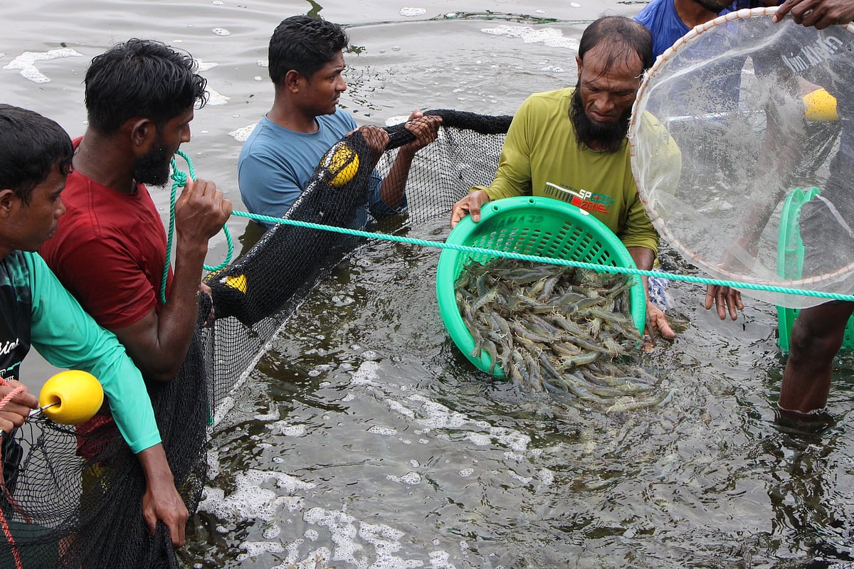 ভেনামি চিংড়ির অতি নিবিড় চাষ শুরু, হেক্টরে পাওয়া গেল ৮০ টনের বেশি চিংড়ি  | প্রথম আলো