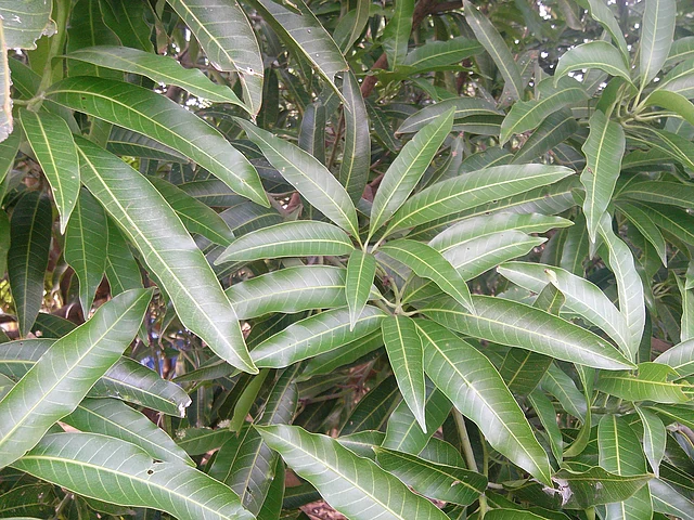 আমপাতার পলিফেনল যেকোনো ক্ষত সারাতে পারে