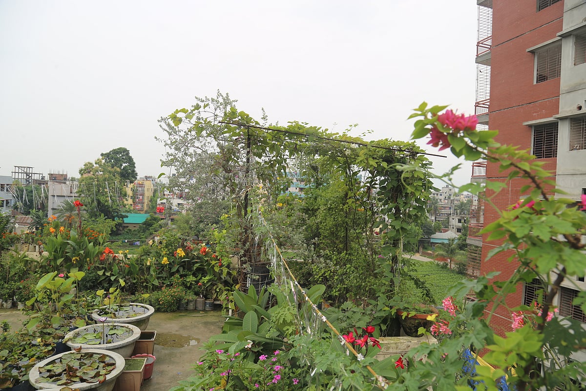 ছাদবাগান শুরু করবেন যেভাবে