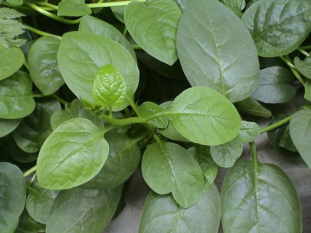 পুঁইশাকের আছে অ্যান্টি-ইনফ্লামেটরি গুণ