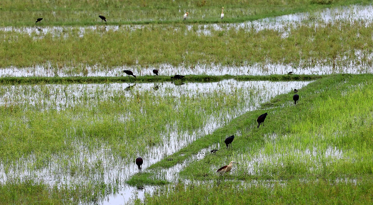 বর্ষার বৃষ্টিতে টইটম্বুর বুরঙ্গি বিল। খাবারের খোঁজে ঘুরে বেড়াচ্ছে একঝাঁক খয়রা কাস্তেচরা পাখি। 