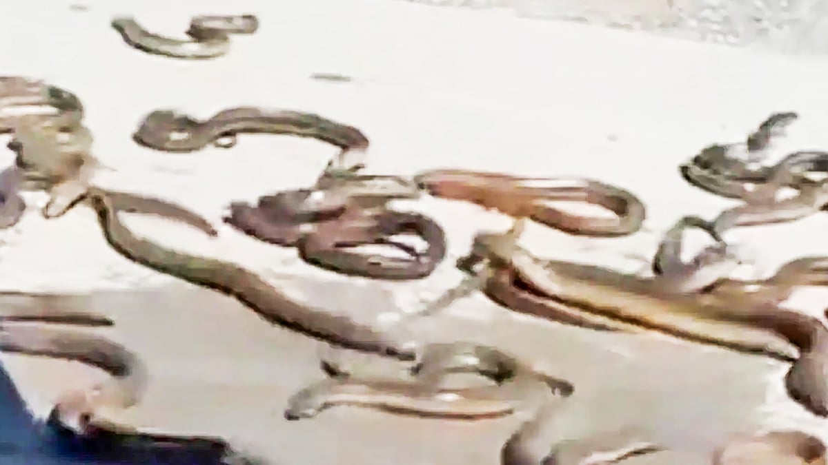 ছবি: এক্স থেকে নেওয়া