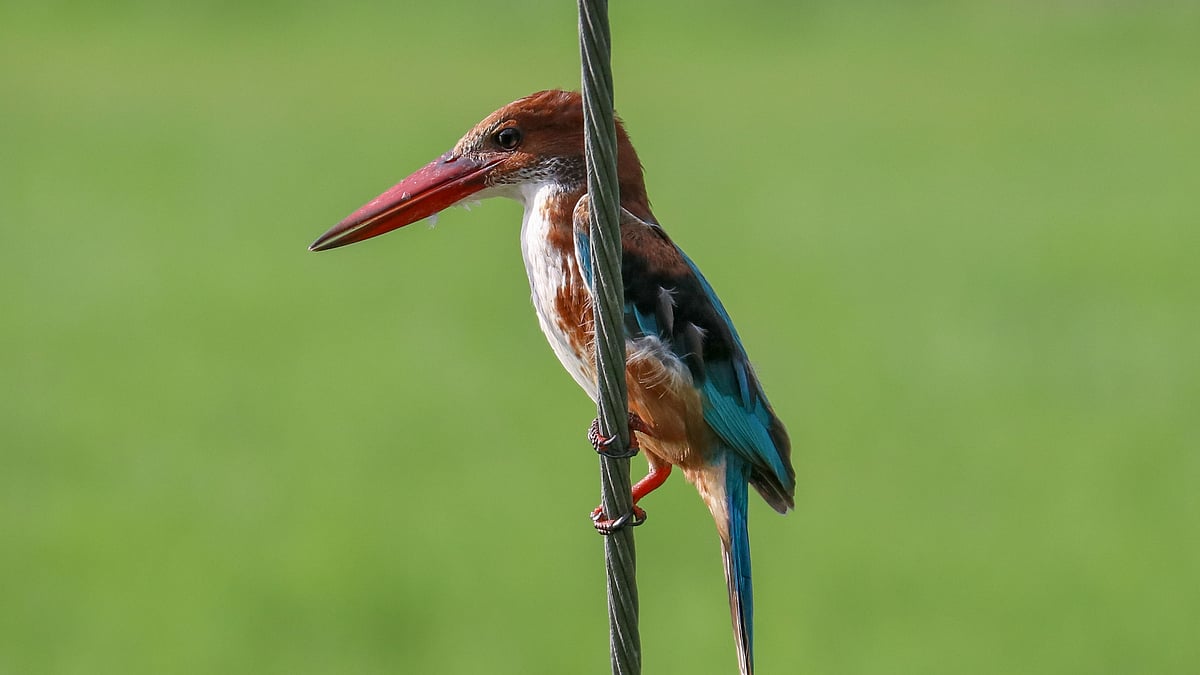 ছবি: সাদ্দাম হোসেন 
