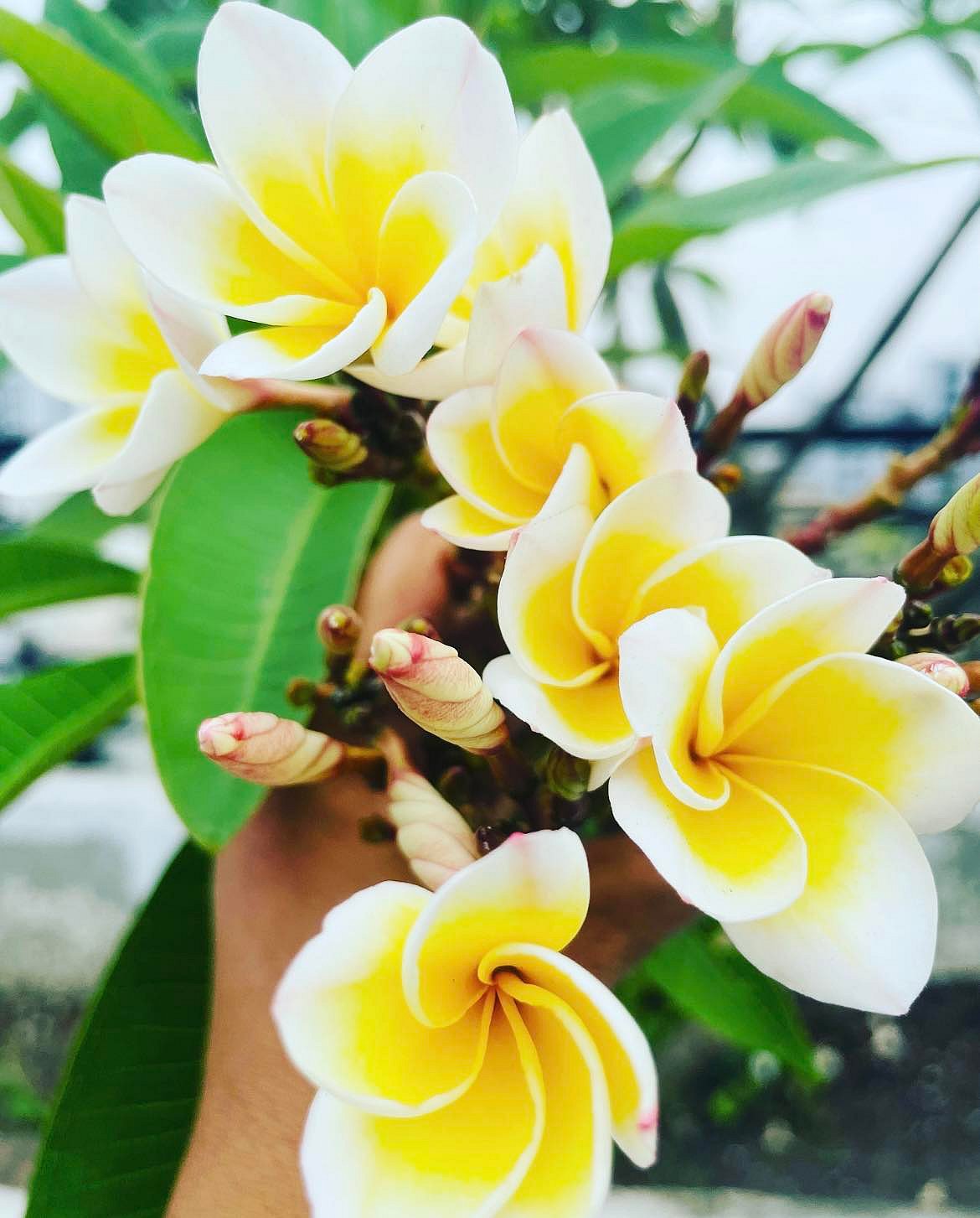 যেভাবে কাঠগোলাপ হবে ছাদবাগানে