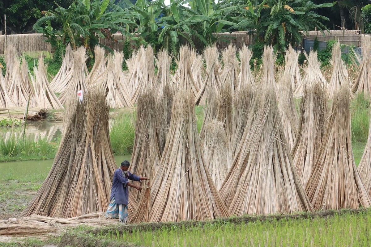  ছবি: আলীমুজ্জামান