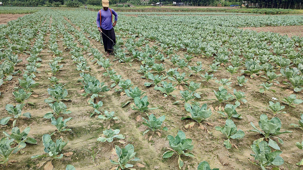ছবি: হাসান মাহমুদ  