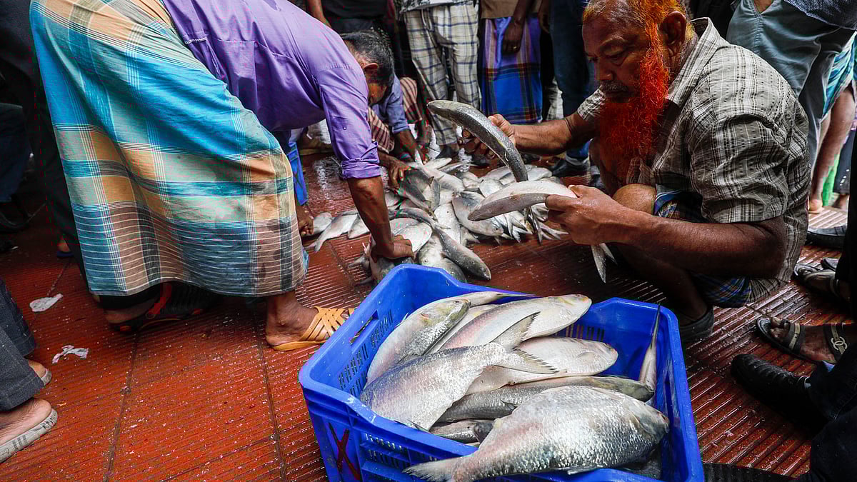 বিক্রির জন্য আলাদা করা হচ্ছে বড় আকারের ইলিশ। 