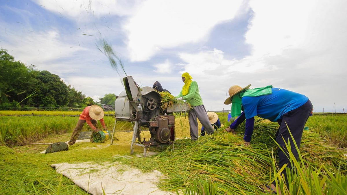 ফিলিপাইনের তরুণেরা আর কেন ধান চাষ করতে চাচ্ছেন না | প্রথম আলো
