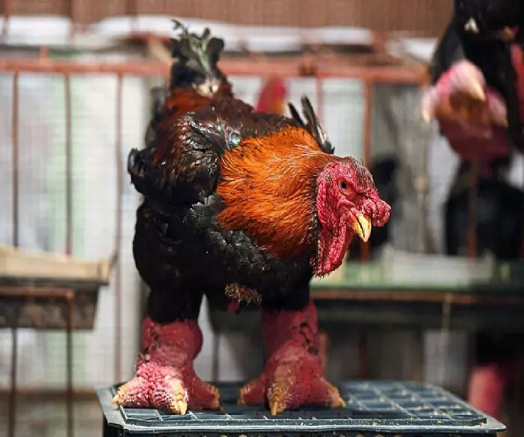 ছবি: এএফপি