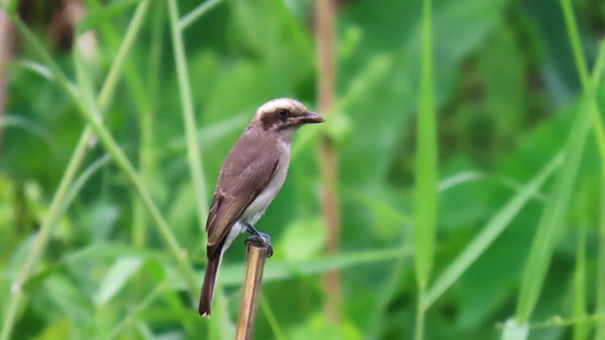 ছবি: সাদিক মৃধা