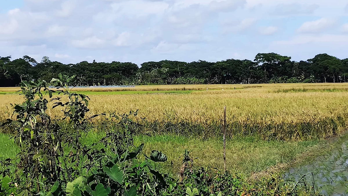 ছবি: প্রথম আলো