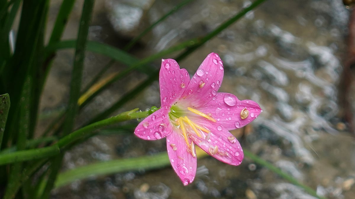 ছবি: সাদিক মৃধা