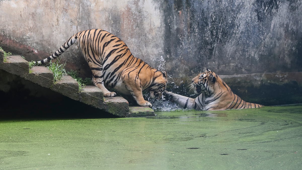 চৌবাচ্চার পানিতে নেমে দুই বাঘের খুনসুটি।