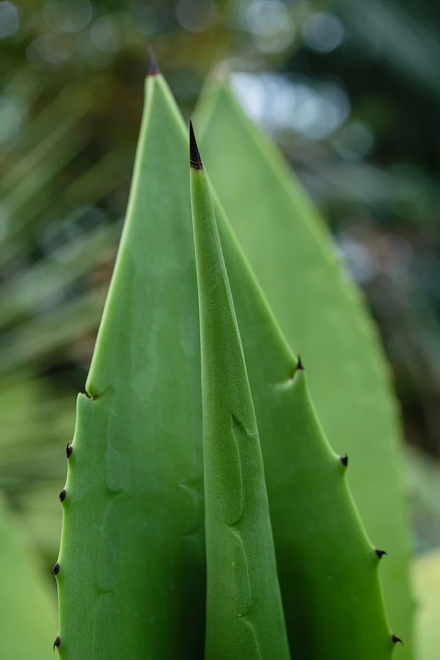 ফেসজেল হিসেবে অ্যালোভেরার কোনো বিকল্প নেই