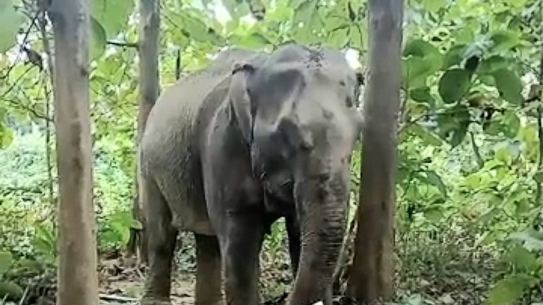 ছবি. সংগৃহীত