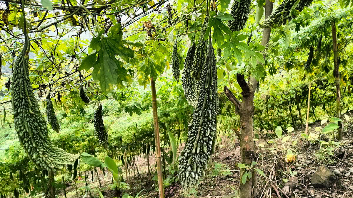 পাহাড়ে ফলেছে এত্ত বড় করলা 