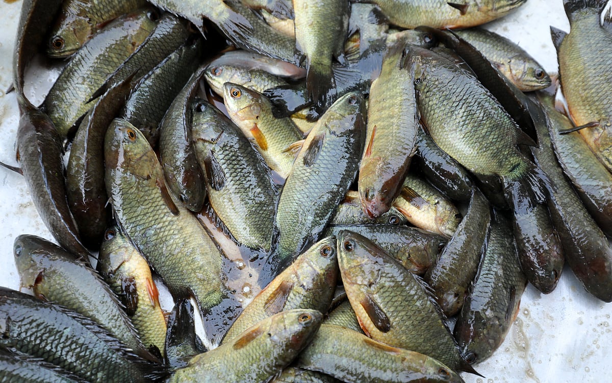 বিক্রির জন্য আনা জ্যান্ত দেশি কই মাছ। 