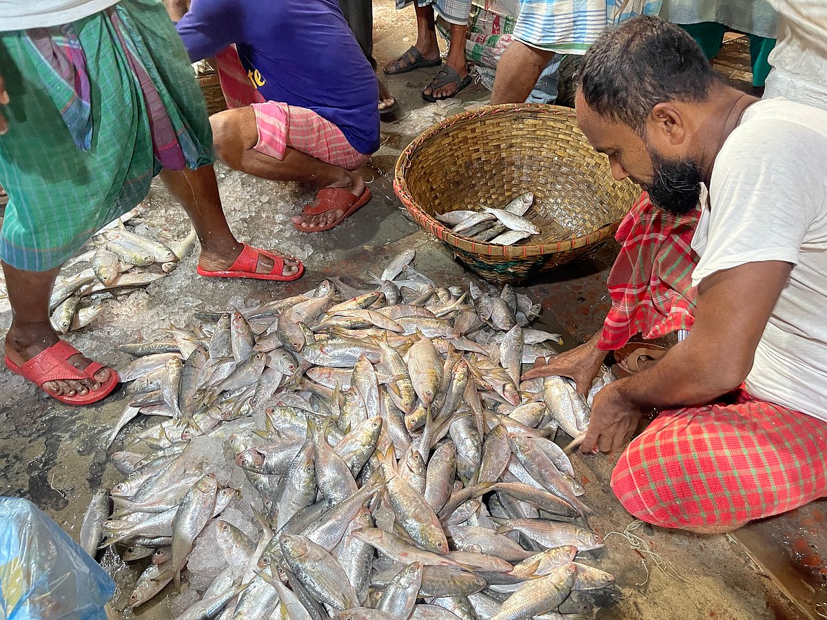 ইলিশ আরও ছোট হয়েছে, সবচেয়ে বড় কোথায়