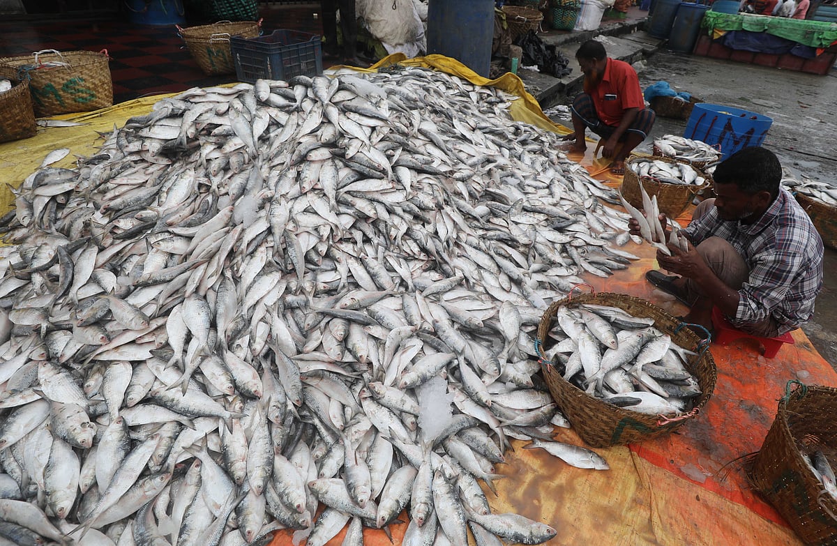 স্তূপ থেকে মাছ বাছাই করা হচ্ছে। 