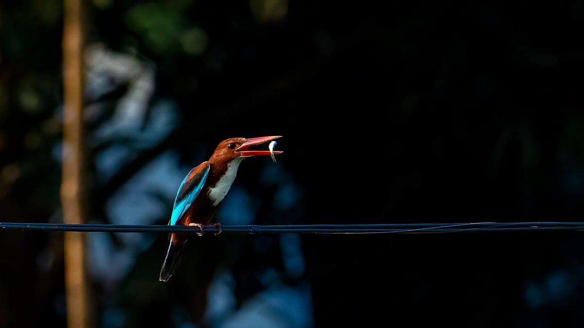 ছবি: হাসান মাহমুদ