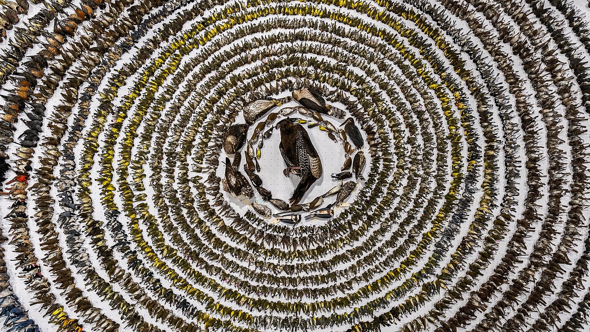 ছবি: প্যাট্রিসিয়া হোমোনিলো