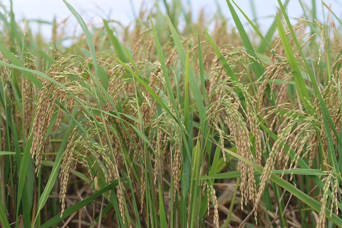 স্বল্পমেয়াদি উচ্চ ফলনশীল জাতের আগাম আমন ধান পাকতে শুরু করেছে। 