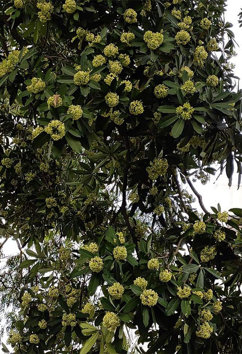 ভাইরাল ট্রেন্ড: আপনি কি 'ছাতিম লাভার' নাকি 'ছাতিম হেটার'?