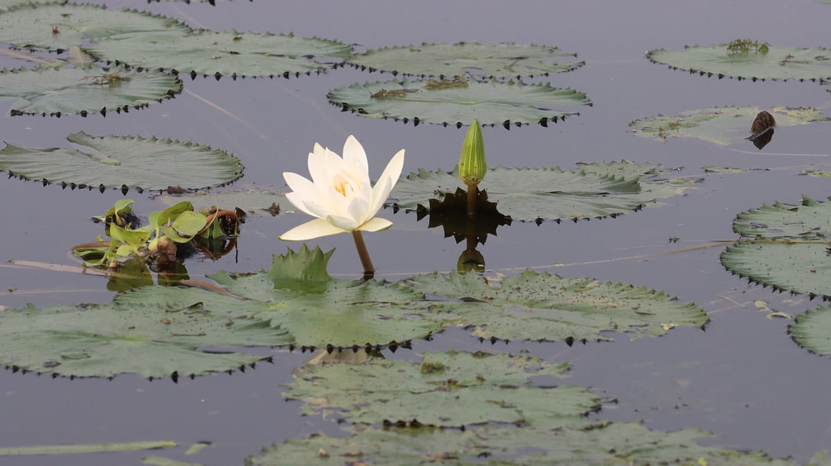 বিলে ফুটেছে শুভ্র শাপলা ফুল।