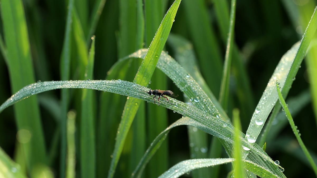  ছবি: আনিস মাহমুদ