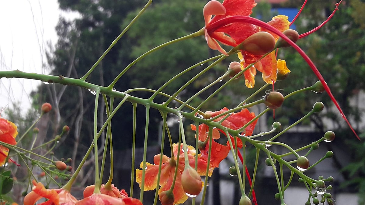 ছবি: আকমল হোসেন নিপু