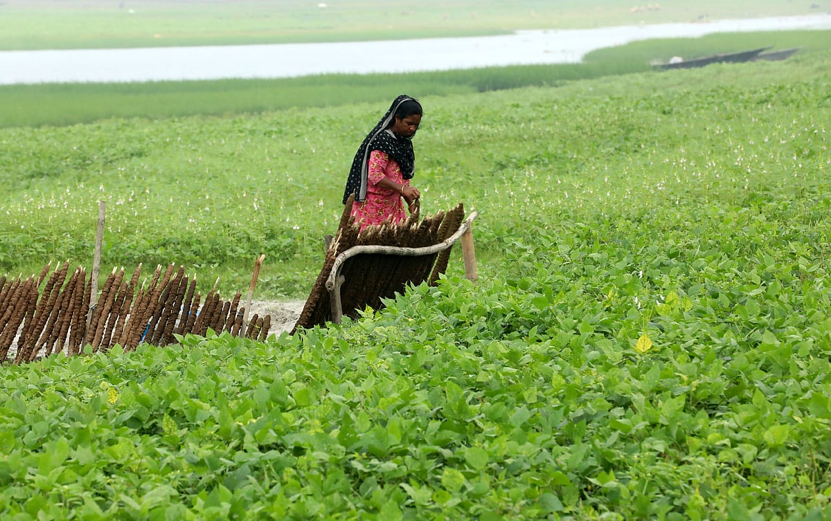  জ্বালানির জন্য গোবর শুকাতে দিচ্ছেন কোহিনুর বেগম।