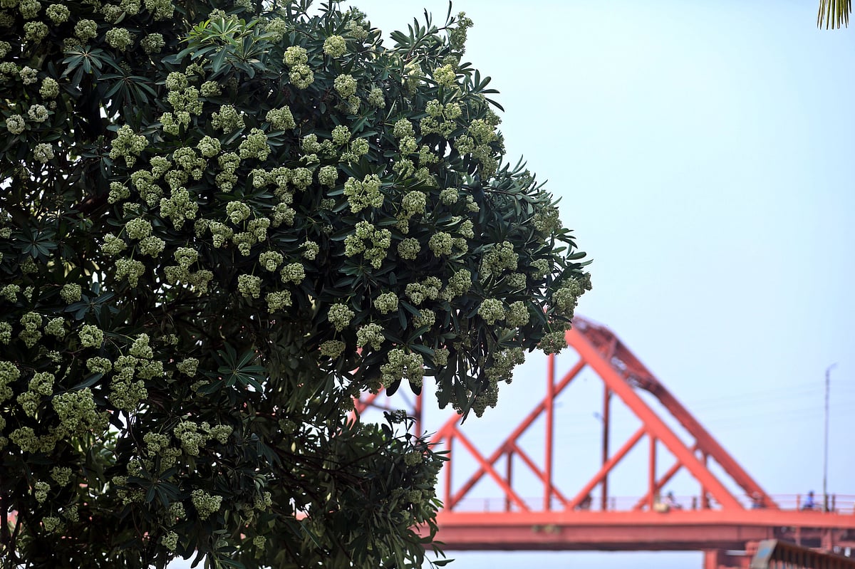 গাছ ভরা ছাতিম ফুল