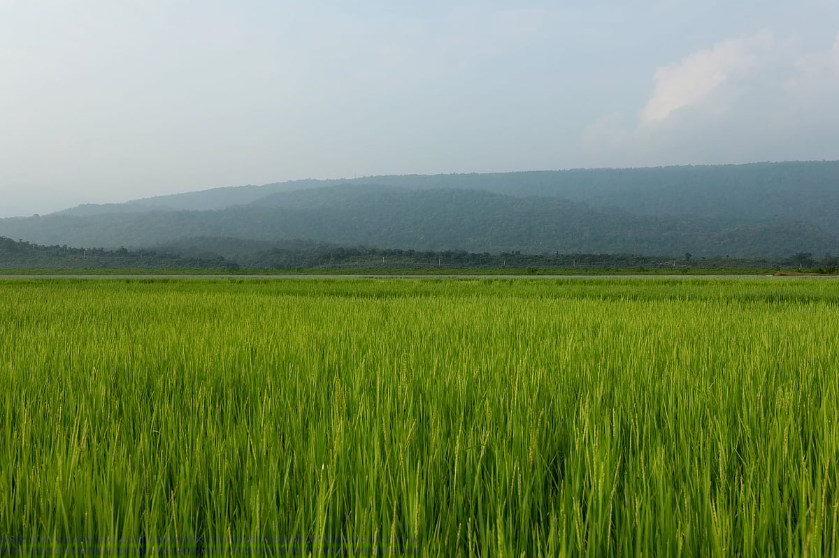 পাহাড়ের কোলে সবুজ আমন ধানের খেত।