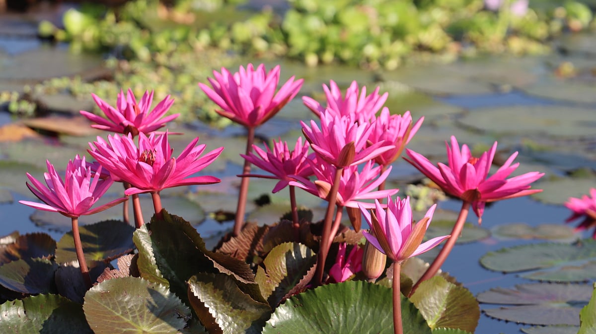 সকালের মৃদু আলোয় সৌন্দর্য ছড়াচ্ছে শাপলা ফুল।