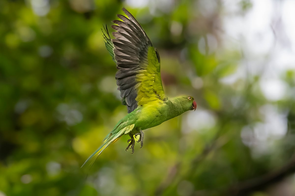 সবুজ টিয়া