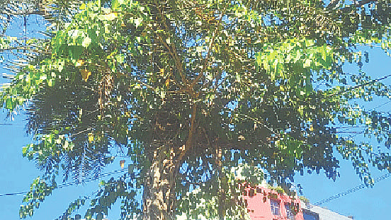 ছবি: প্রথম আলো