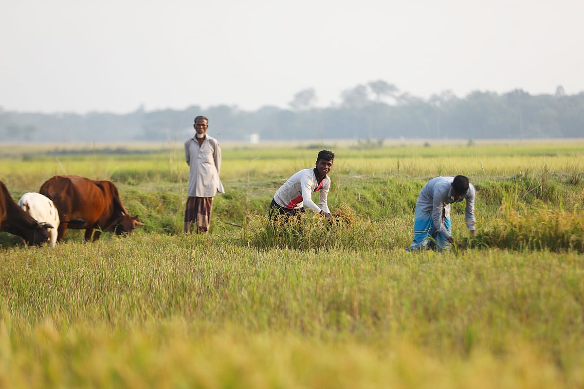 ধান কাটছেন কৃষকেরা 